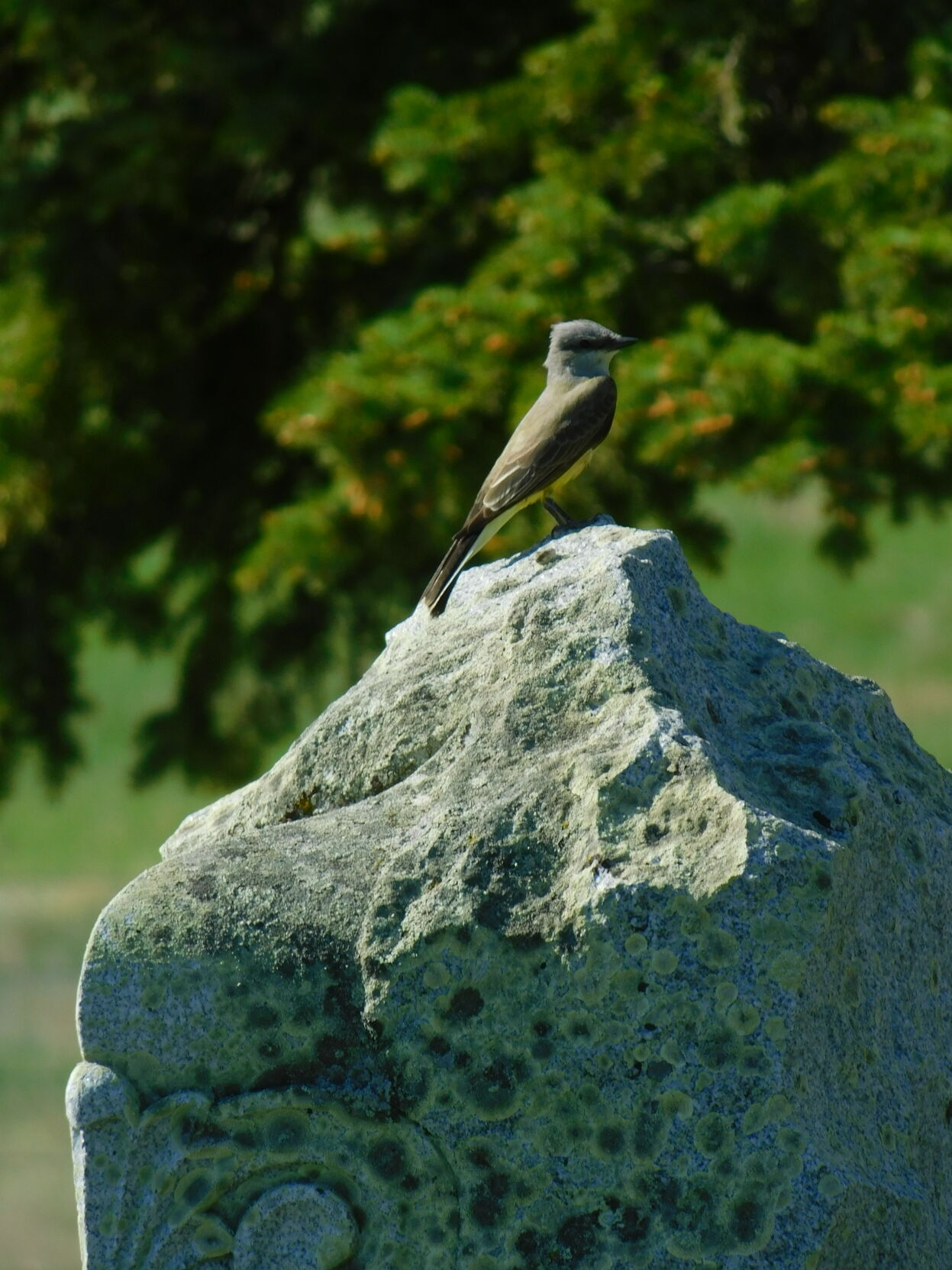 Western Kingbird